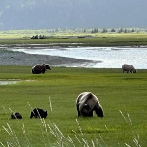 Herd of Bears