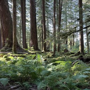 Ancient Groves, Olympic National Park